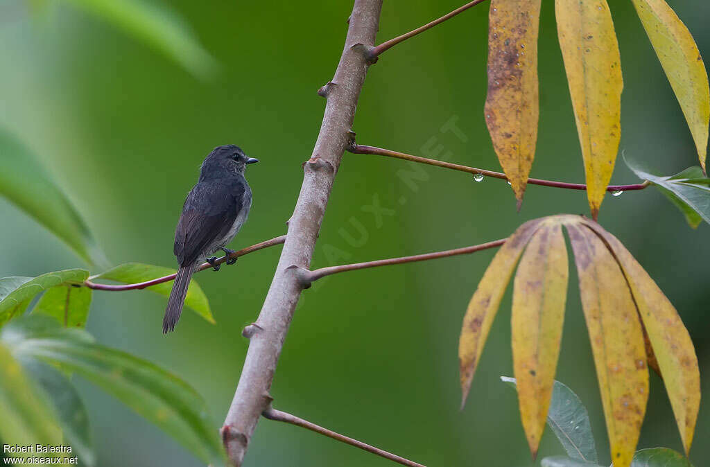 Gobemouche ardoisé, habitat, Comportement