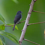 Dusky-blue Flycatcher