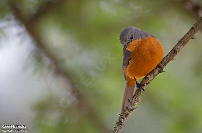 Silverbirdadult, close-up portrait