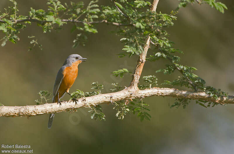 Silverbirdadult, habitat, pigmentation