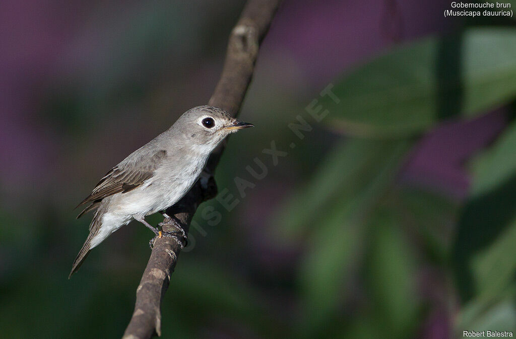 Asian Brown Flycatcher