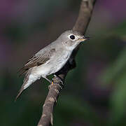 Asian Brown Flycatcher