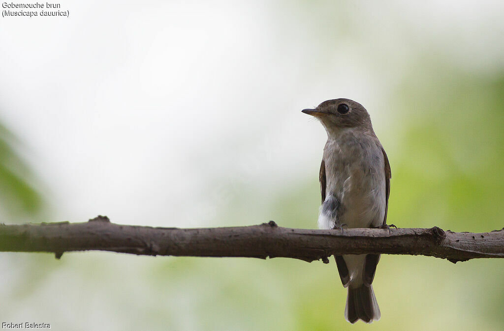 Asian Brown Flycatcher