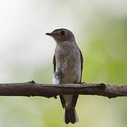 Asian Brown Flycatcher