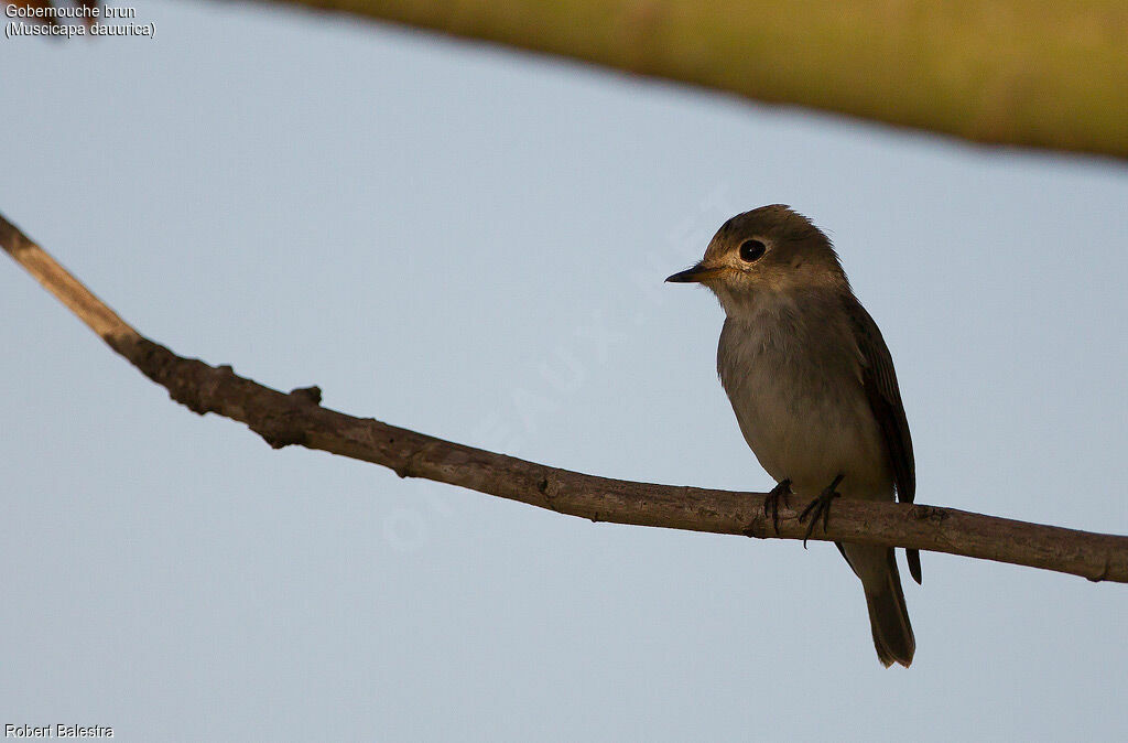 Asian Brown Flycatcher