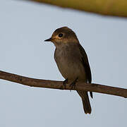 Asian Brown Flycatcher