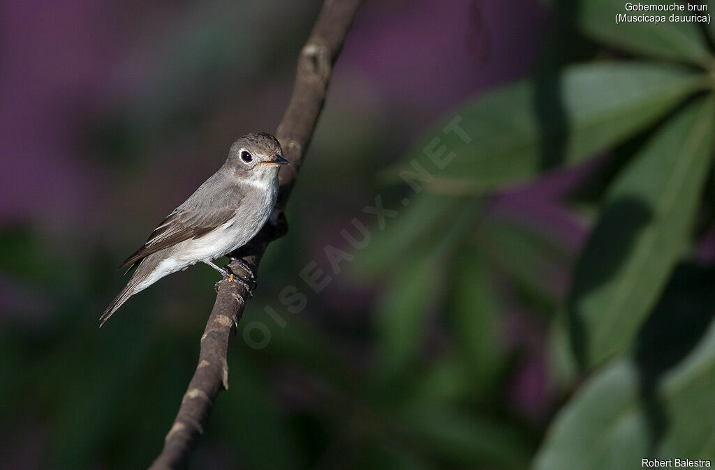 Asian Brown Flycatcher