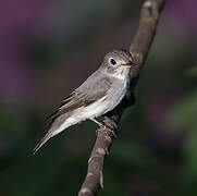 Asian Brown Flycatcher