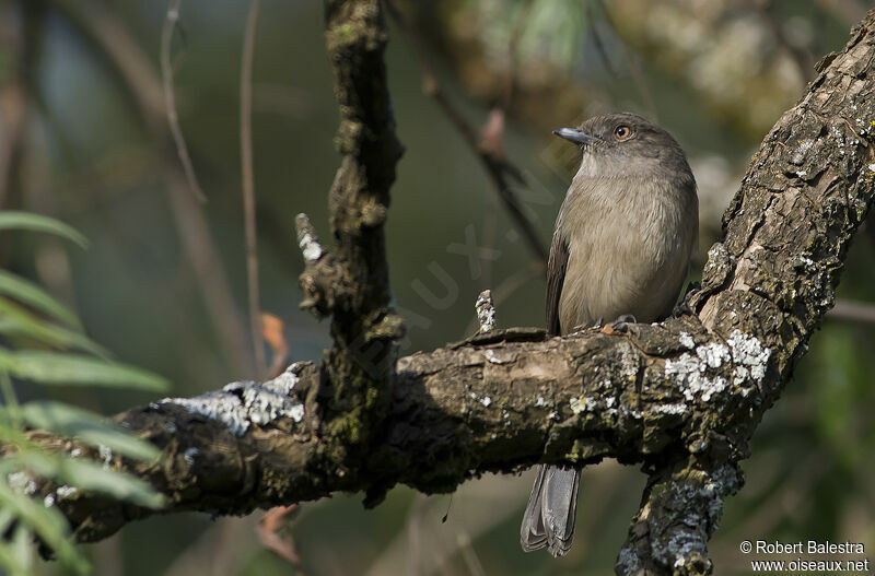 Abyssinian Slaty Flycatcher