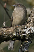 Abyssinian Slaty Flycatcher