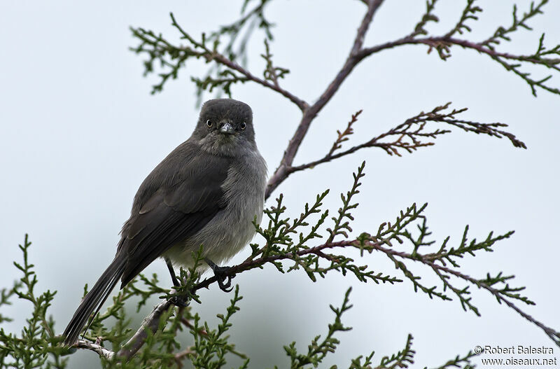 Abyssinian Slaty Flycatcher