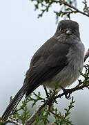 Abyssinian Slaty Flycatcher