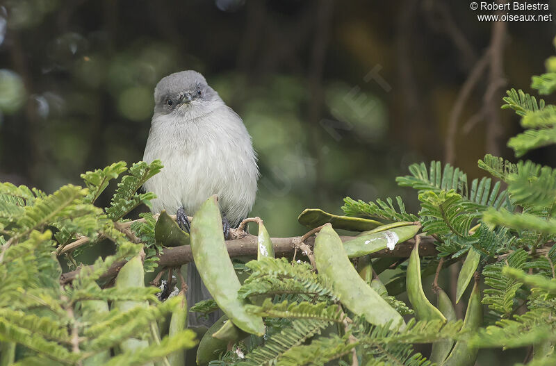 Abyssinian Slaty Flycatcher