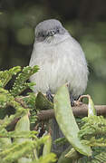 Abyssinian Slaty Flycatcher