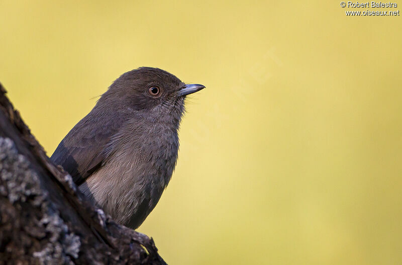 Abyssinian Slaty Flycatcher