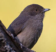 Abyssinian Slaty Flycatcher