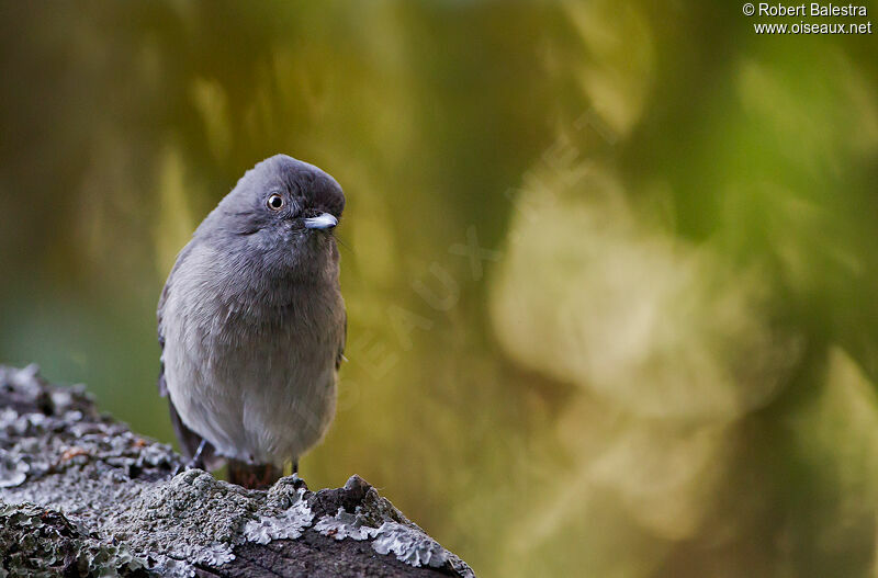 Abyssinian Slaty Flycatcher