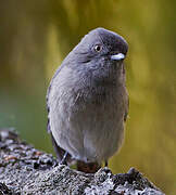 Abyssinian Slaty Flycatcher