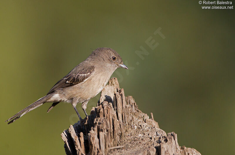 Abyssinian Slaty Flycatcher