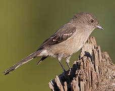 Abyssinian Slaty Flycatcher