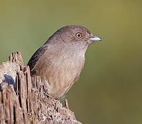 Abyssinian Slaty Flycatcher