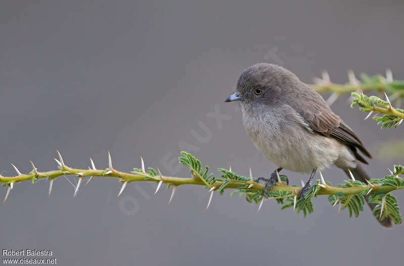 Abyssinian Slaty Flycatcheradult