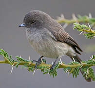 Abyssinian Slaty Flycatcher