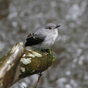 Cassin's Flycatcher