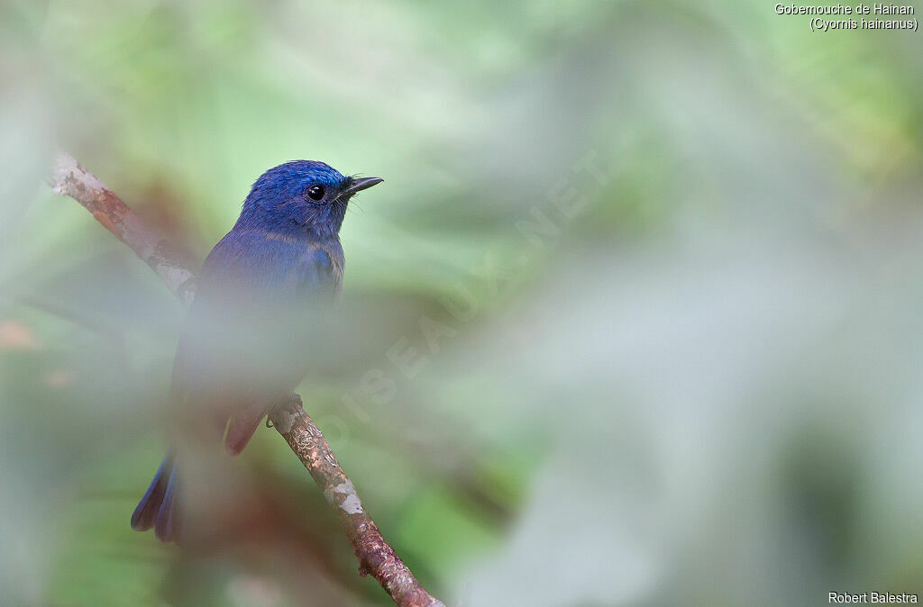 Hainan Blue Flycatcher