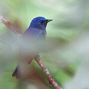 Hainan Blue Flycatcher