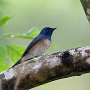 Hainan Blue Flycatcher