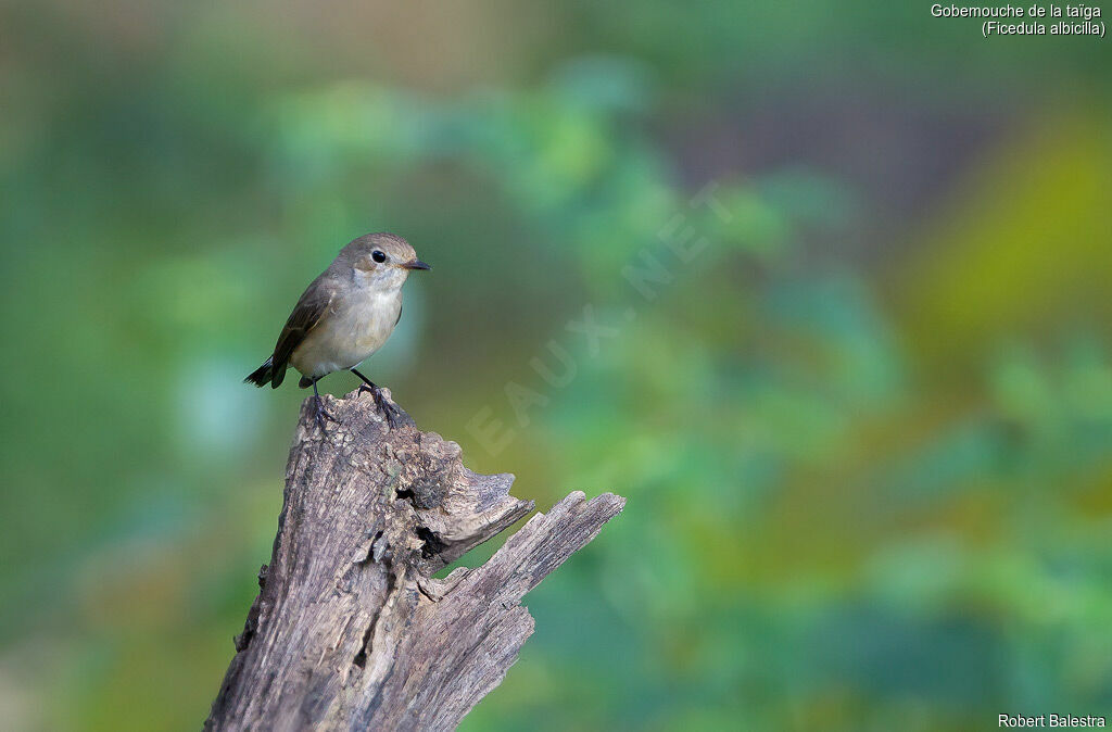 Taiga Flycatcher