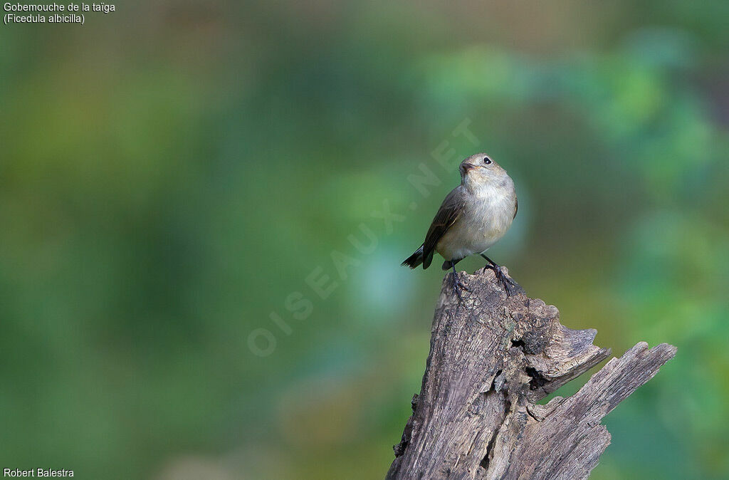 Taiga Flycatcher