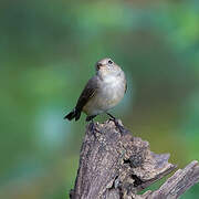 Taiga Flycatcher