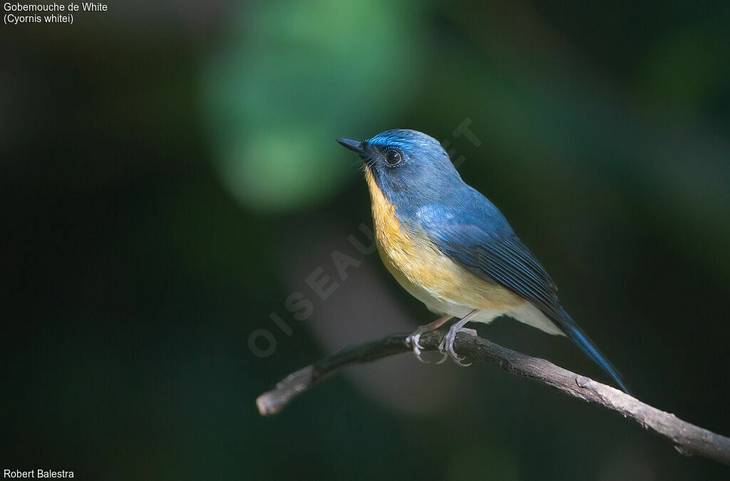 Hill Blue Flycatcher