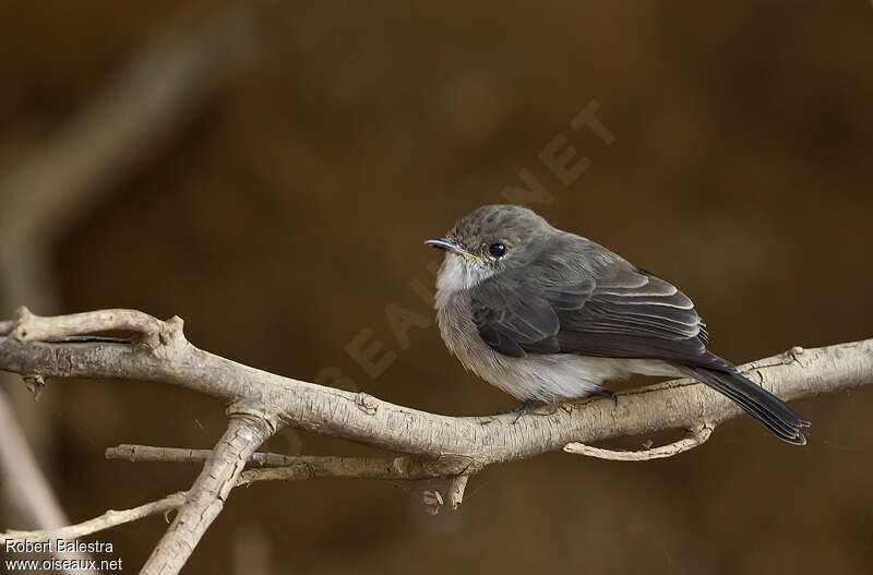 Gobemouche des maraisadulte, identification