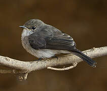 Swamp Flycatcher