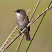 Swamp Flycatcher