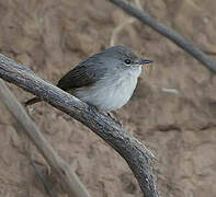 Swamp Flycatcher