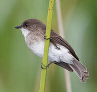 Swamp Flycatcher