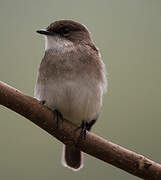 Swamp Flycatcher