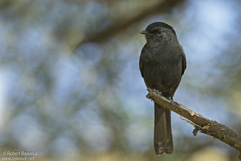 Gobemouche drongo