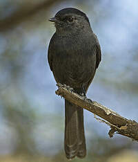 Gobemouche drongo