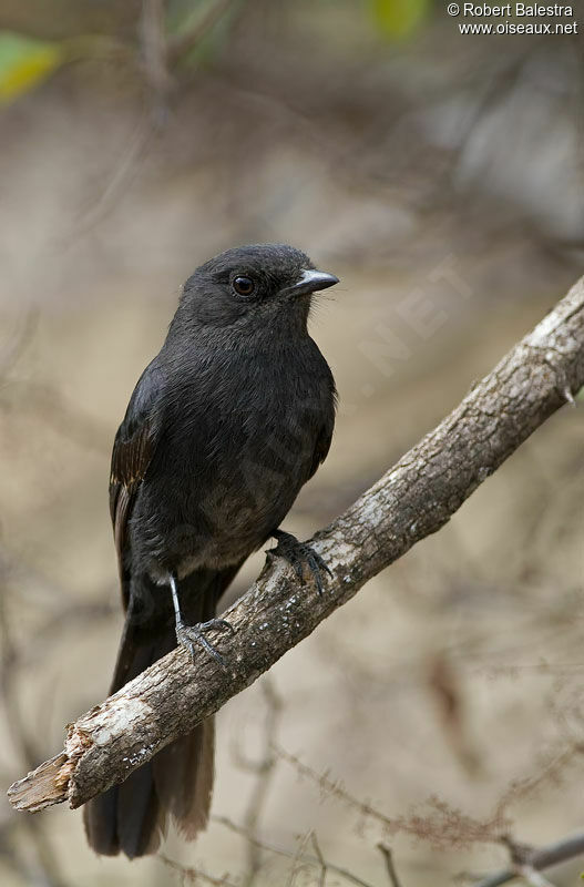 Gobemouche drongo