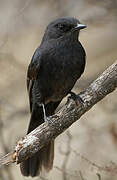 Northern Black Flycatcher