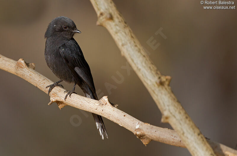 Gobemouche drongo