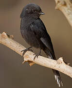 Northern Black Flycatcher