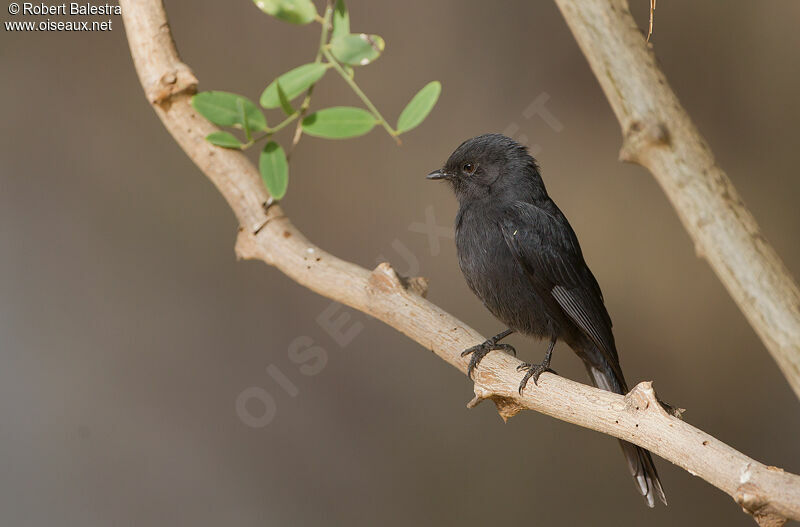 Northern Black Flycatcher