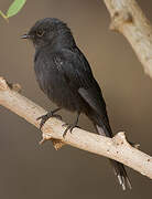 Gobemouche drongo