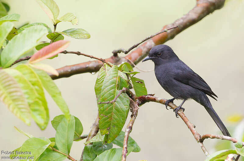 Northern Black Flycatcheradult, identification